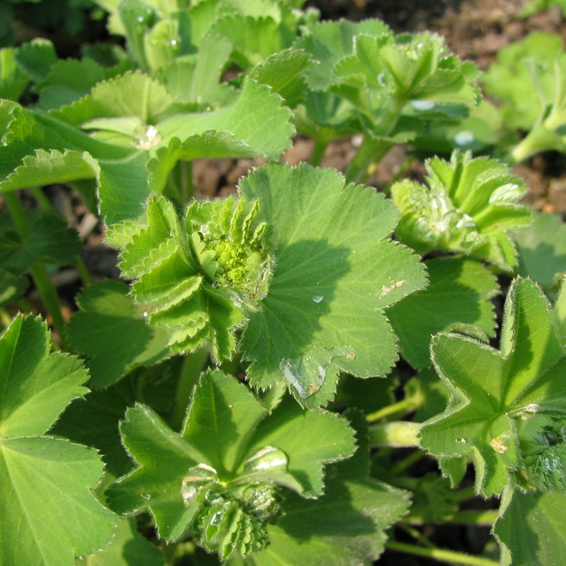Alchemilla epipsila (Folhagem)