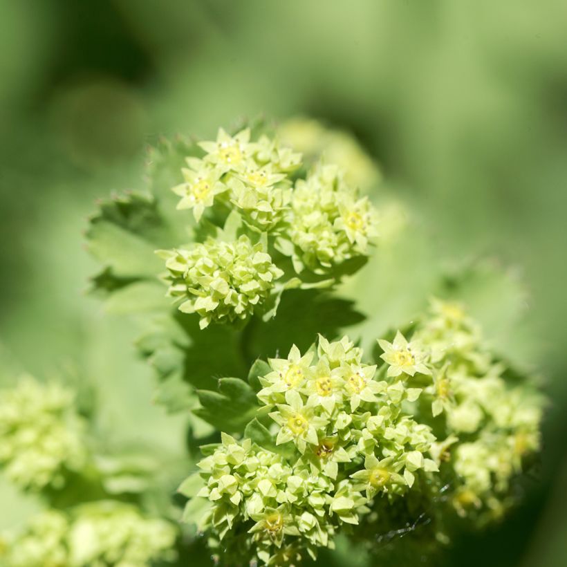 Alchemilla epipsila (Floração)