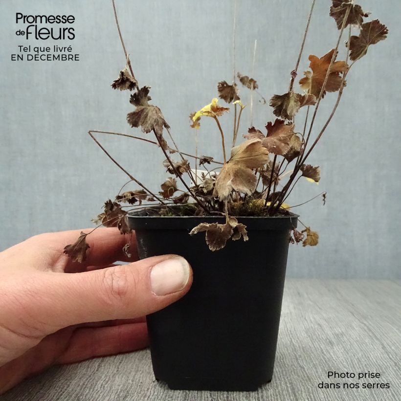 Amostra de Alchemilla erythropoda - Alchémille Vaso de 8/9 cm tal como entregue no inverno