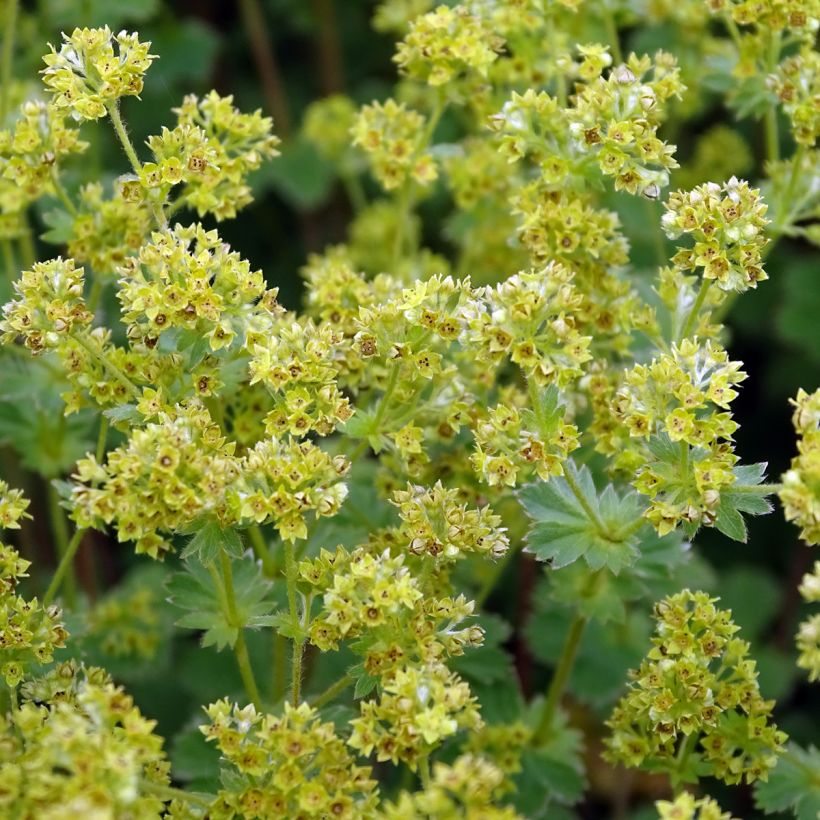 Alchemilla erythropoda (Floração)