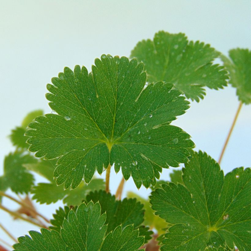 Alchemilla erythropoda (Folhagem)