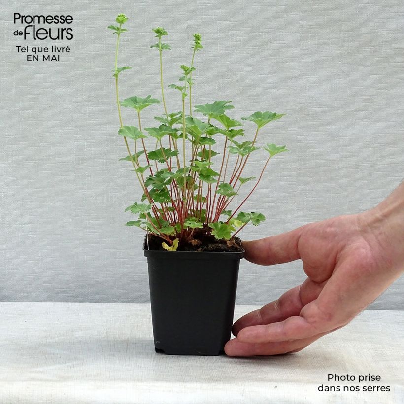 Amostra de Alchemilla erythropoda Vaso de 8/9 cm tal como entregue na primavera