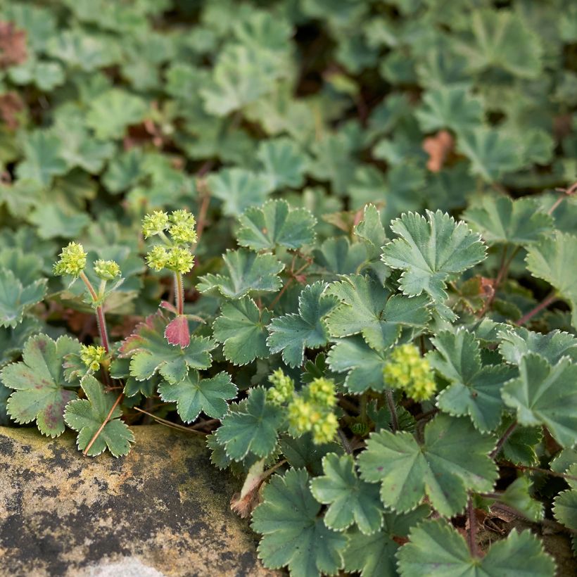 Alchemilla erythropoda (Hábito)