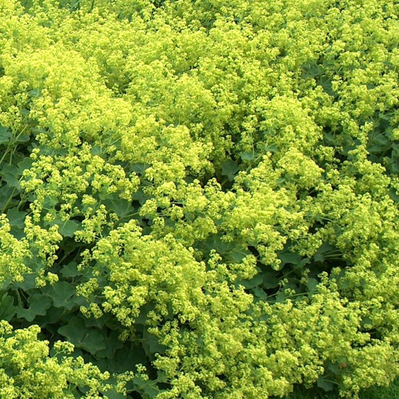 Alchemilla mollis Thriller (Floração)