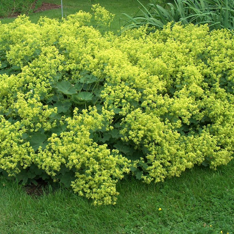 Alchemilla mollis Thriller (Hábito)