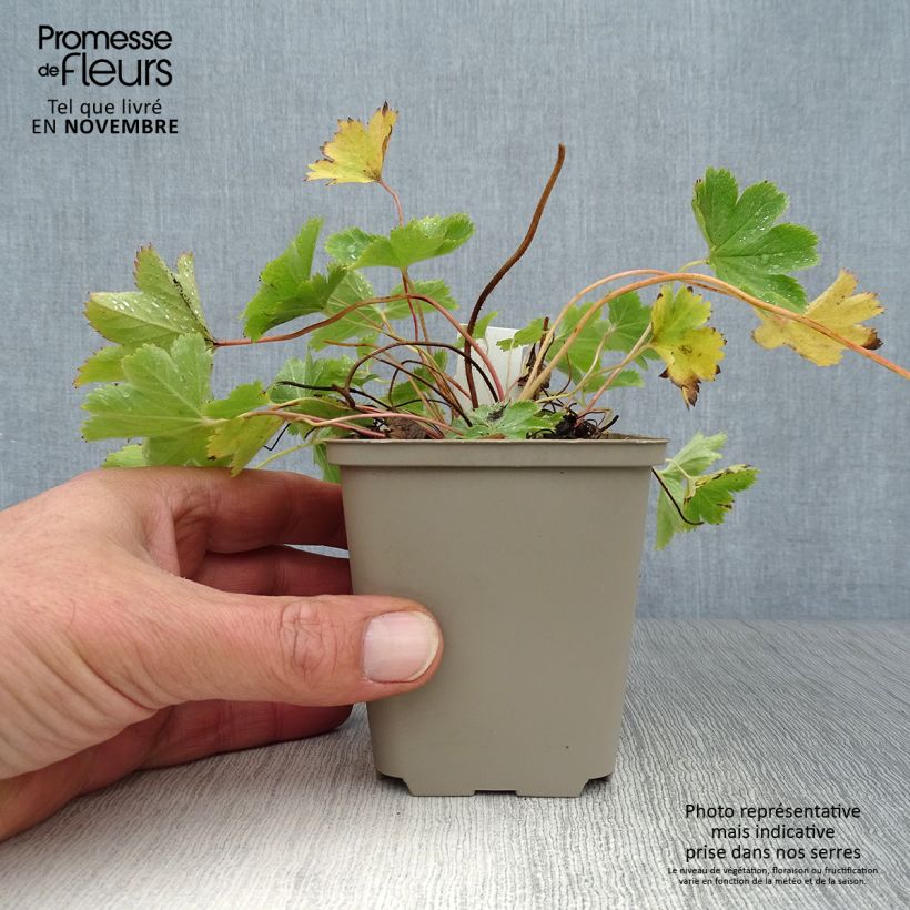 Amostra de Alchemilla sericata Gold Strike Vaso de 8/9 cm tal como entregue no outono