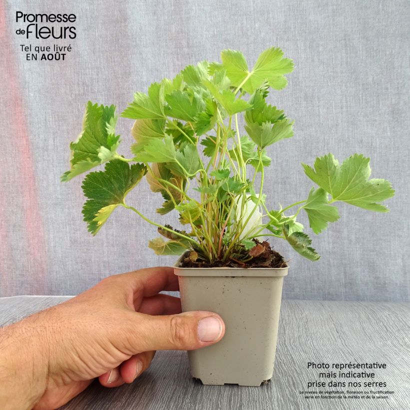 Amostra de Alchemilla sericata Gold Strike Vaso de 8/9 cm tal como entregue no verão