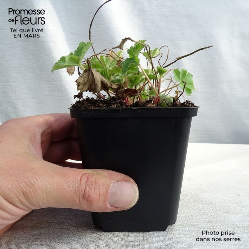 Amostra de Alchemilla sericata Gold Strike Vaso de 8/9 cm tal como entregue na primavera