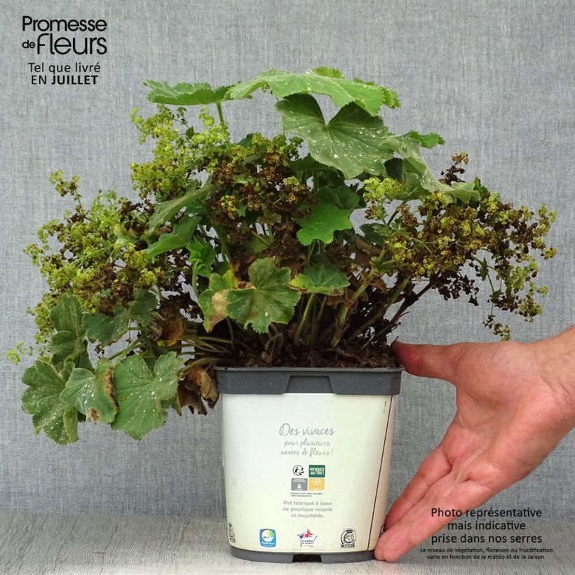 Amostra de Alchemilla mollis Thriller Vaso de 2 L/3 L tal como entregue no verão