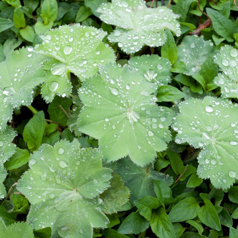 Alchemilla mollis Thriller (Folhagem)