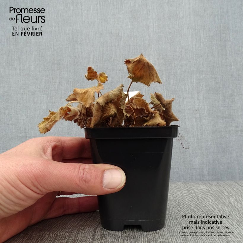 Amostra de Alchemilla mollis Thriller Vaso de 8/9 cm tal como entregue no inverno