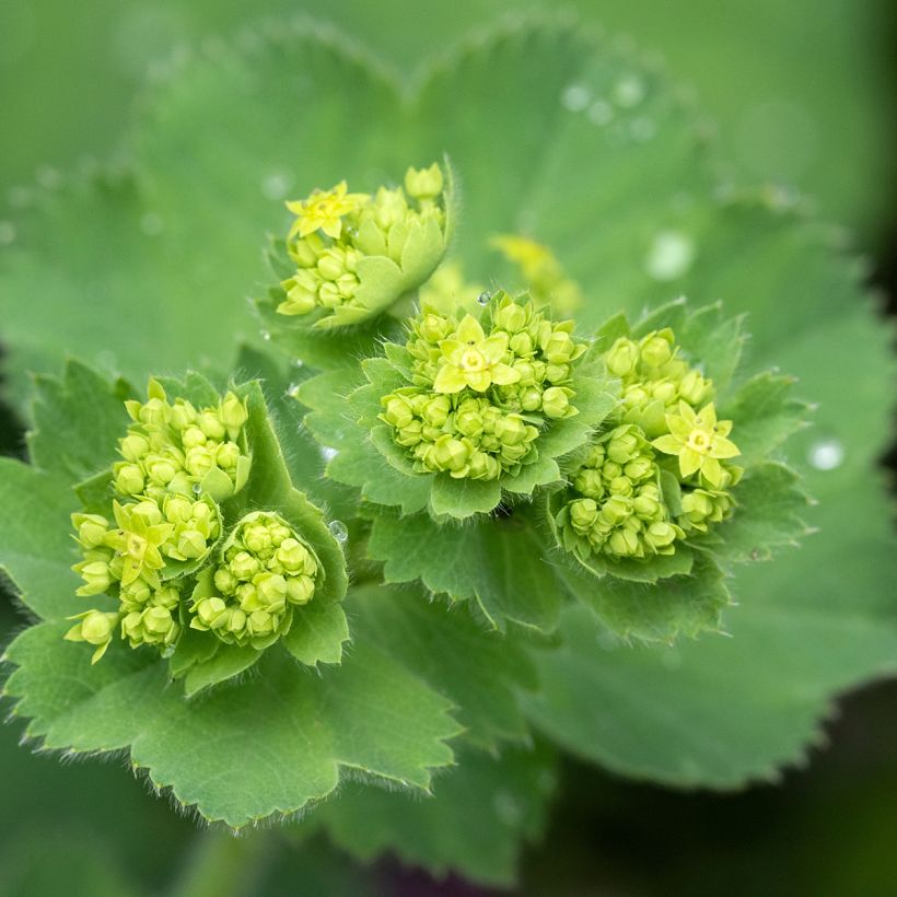 Alchemilla mollis (Floração)