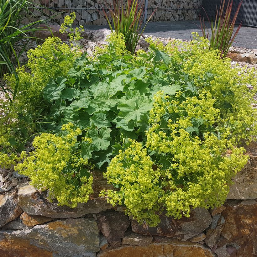 Alchemilla mollis (Hábito)
