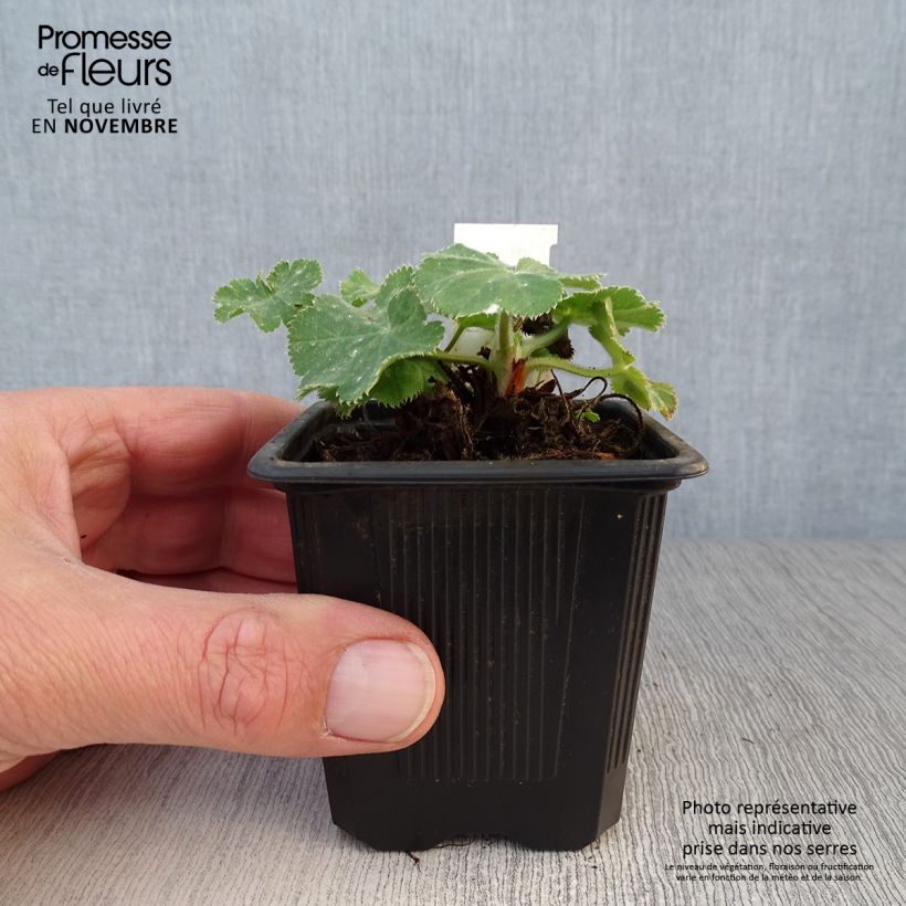 Amostra de Alchemilla mollis Vaso de 8/9 cm tal como entregue no outono