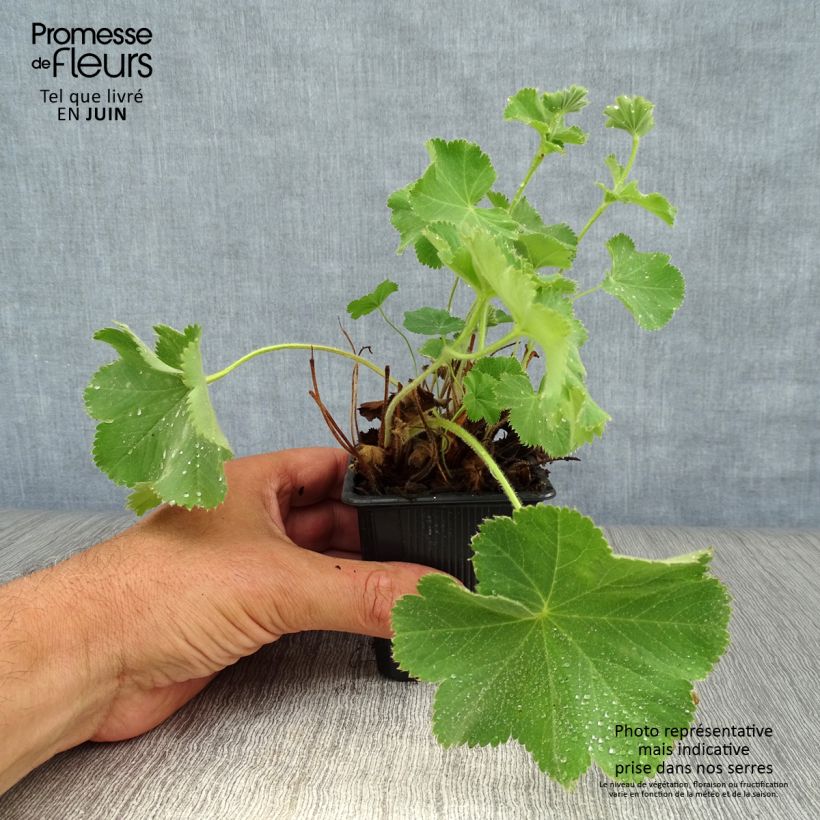 Amostra de Alchemilla mollis Vaso de 8/9 cm tal como entregue no verão