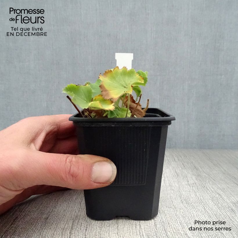 Amostra de Alchémille commune - Alchemilla mollis Vaso de 8/9 cm tal como entregue no inverno