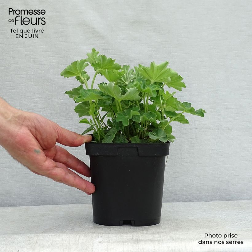 Amostra de Alchemilla mollis Vaso de 2 L/3 L tal como entregue no verão