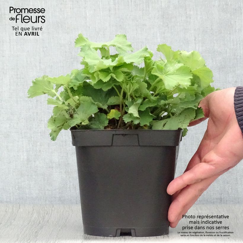 Amostra de Alchemilla mollis Vaso de 2 L/3 L tal como entregue na primavera