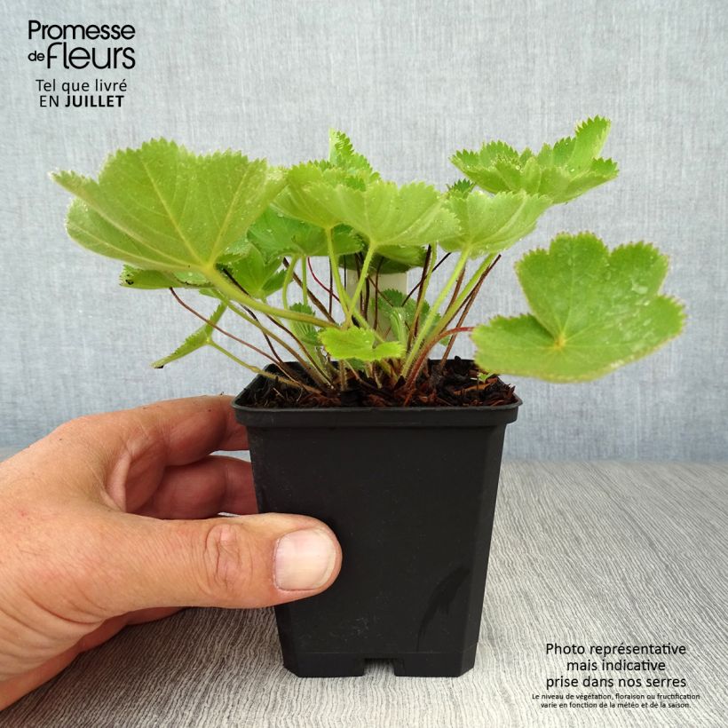 Amostra de Alchemilla vulgaris Vaso de 8/9 cm tal como entregue no verão