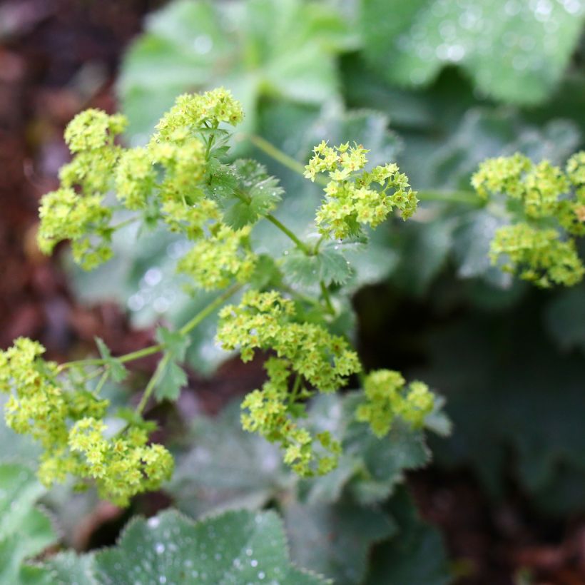 Alchemilla vulgaris (Floração)