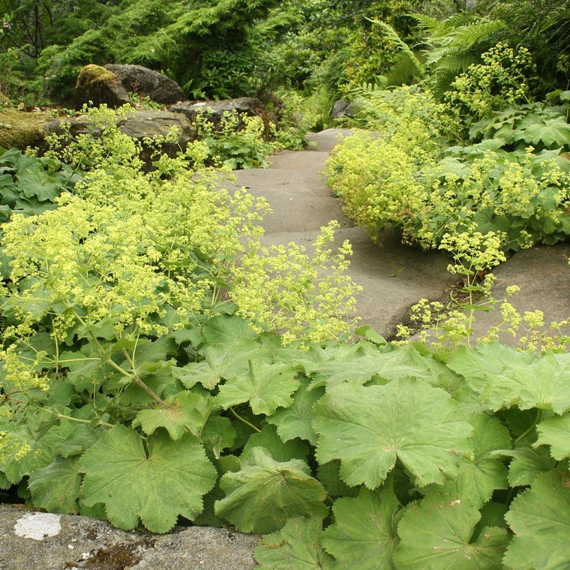 Alchemilla vulgaris (Hábito)