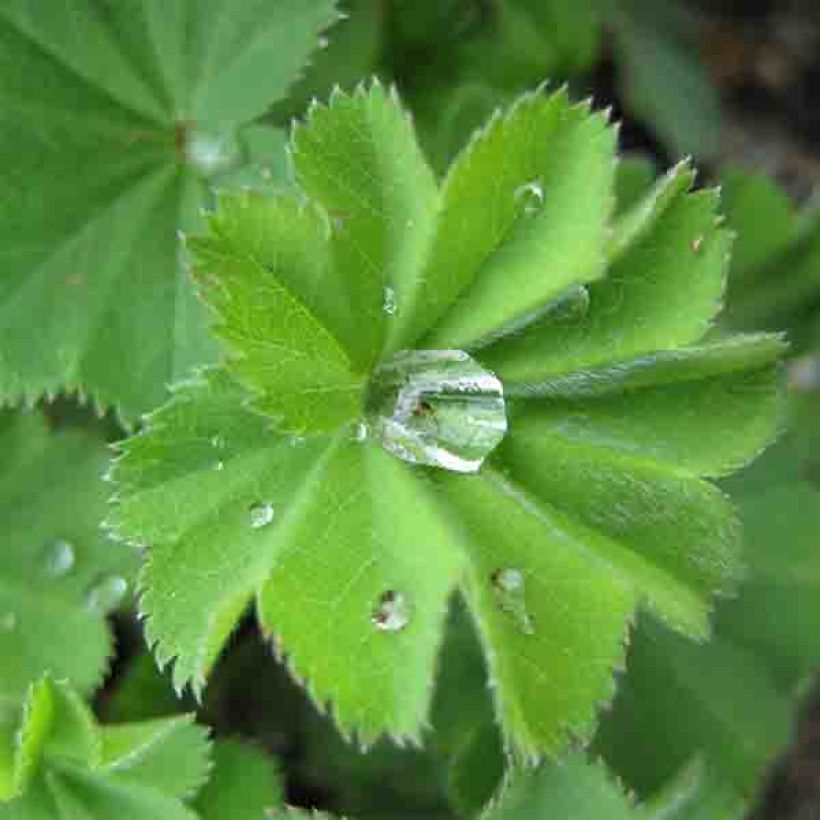Alchemilla vulgaris (Folhagem)