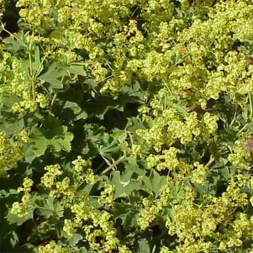Alchemilla vulgaris (Floração)