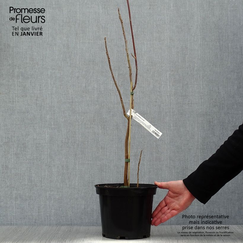 Amostra de Alchornea davidii Vaso de 3 L/4 L tal como entregue no inverno