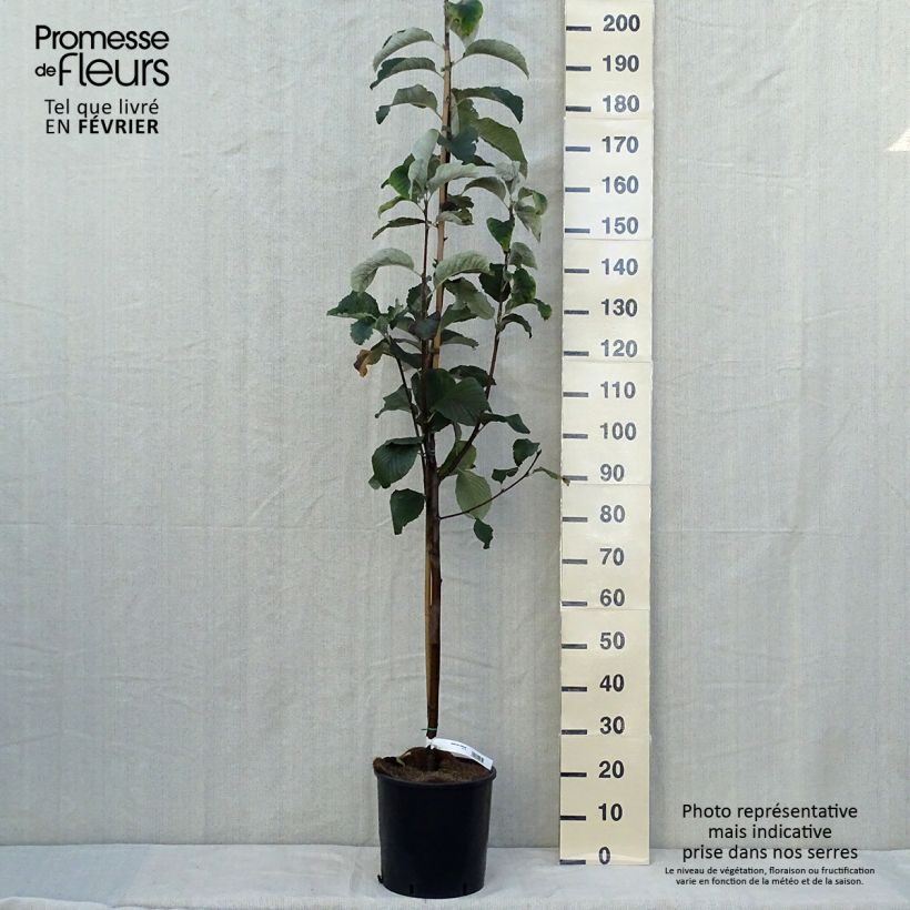 Amostra de Mostajeiro Lutescens - Sorbus aria Vaso de 12 L/15 L, Haste tal como entregue no outono