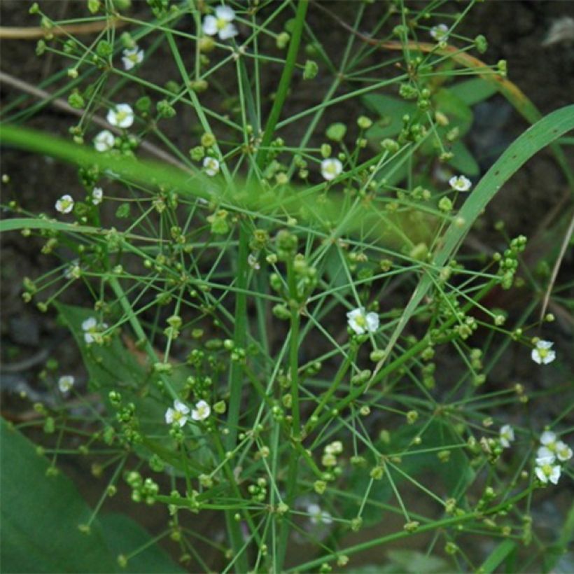 Alisma parviflora (Floração)