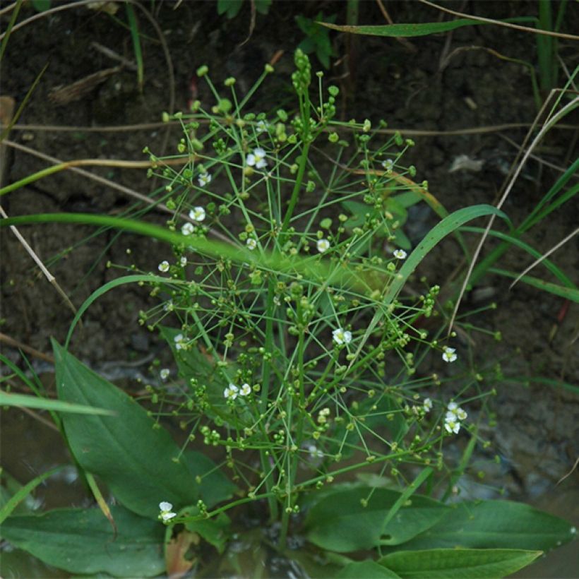 Alisma parviflora (Hábito)