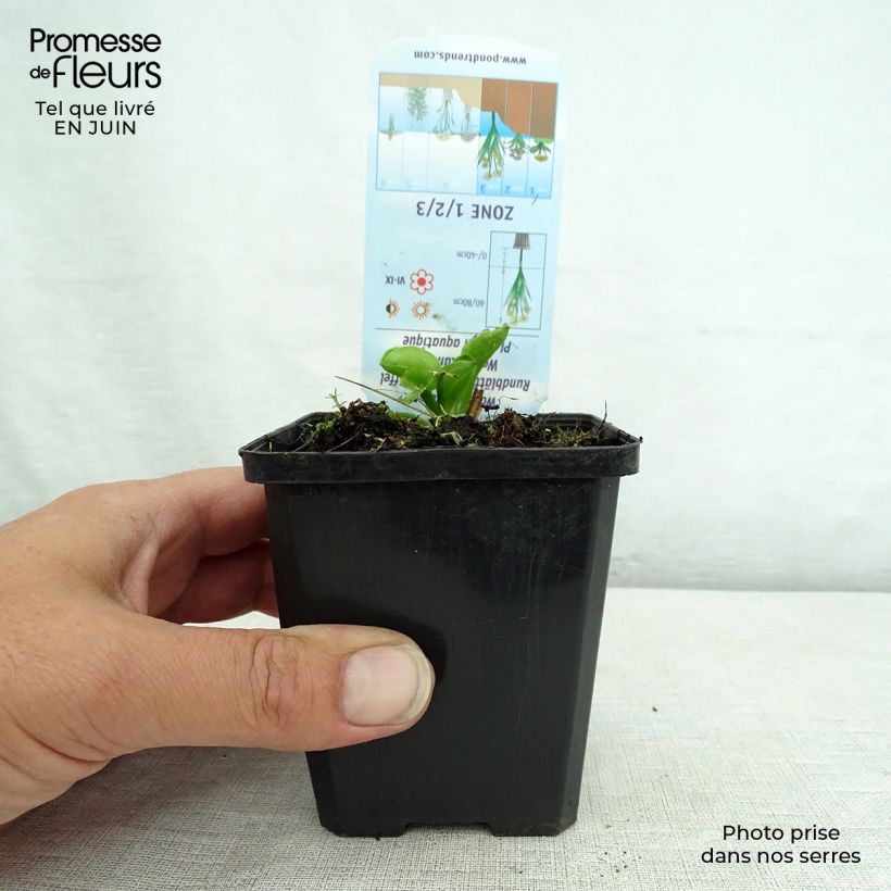 Amostra de Alisma parviflora Vaso de 8/9 cm tal como entregue no verão