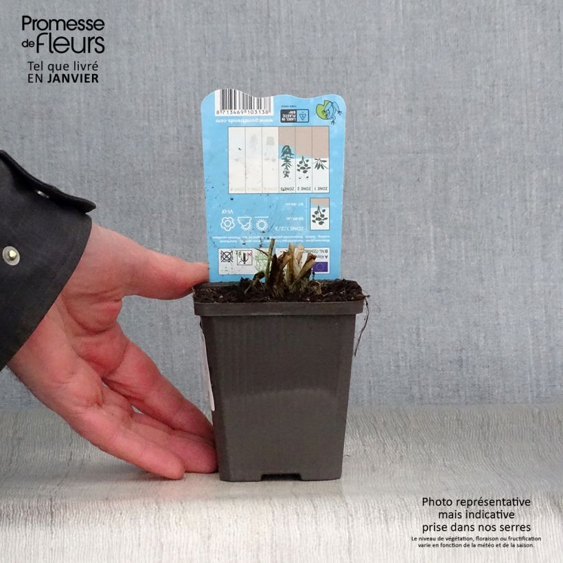 Amostra de Alisma parviflora - Plantain d'eau Vaso de 8/9 cm tal como entregue no inverno