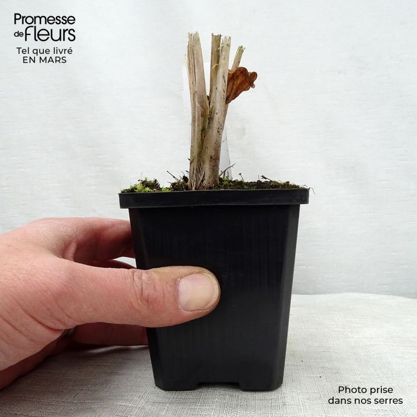 Amostra de Alisma parviflora Vaso de 8/9 cm tal como entregue na primavera