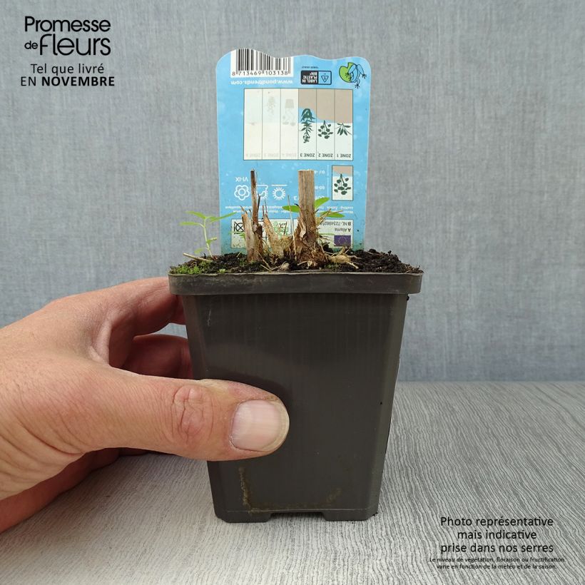 Amostra de Alisma parviflora Vaso de 8/9 cm tal como entregue no outono