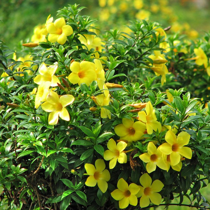 Allamanda cathartica (Floração)