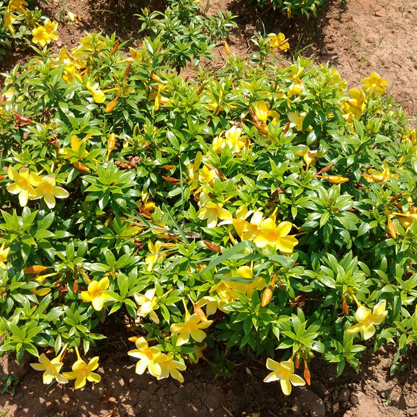 Allamanda cathartica (Hábito)