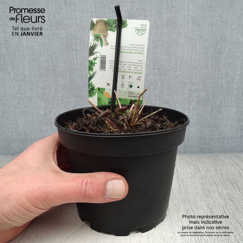 Amostra de Alliaire officinale ou Herbe à ail - Alliaria petiolata Pot de 1,5L/2L tal como entregue no inverno