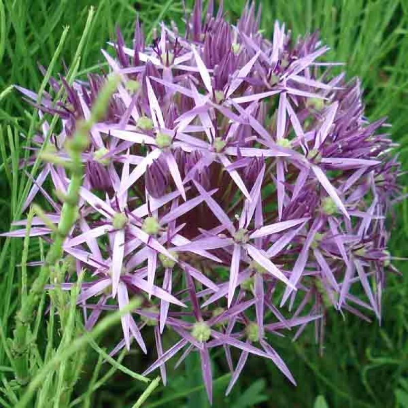 Allium christophii em sementes (Floração)