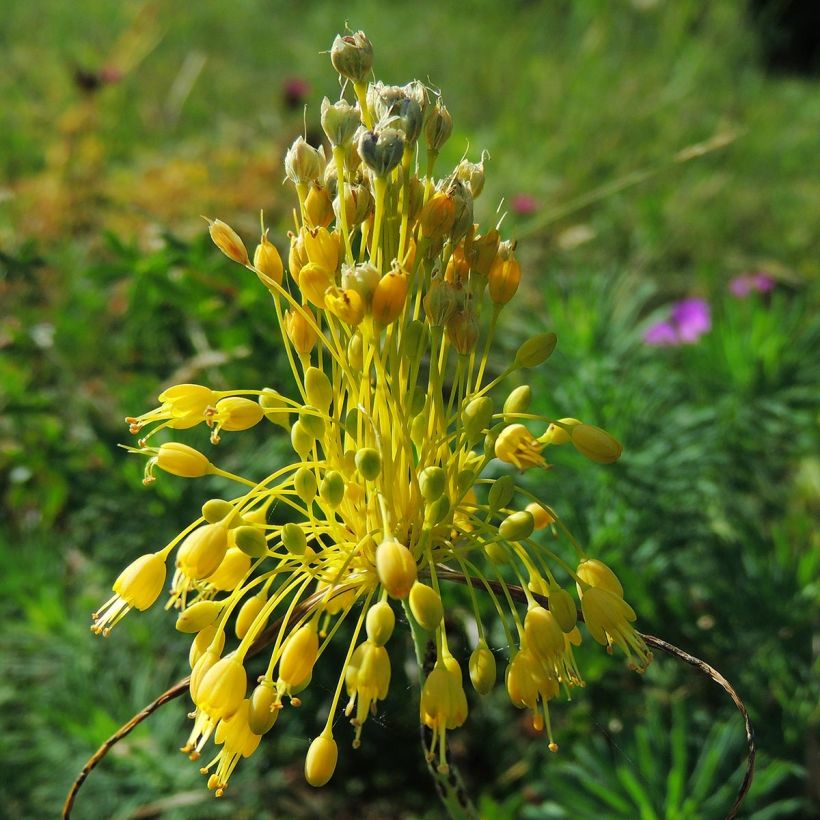 Allium flavum (Floração)