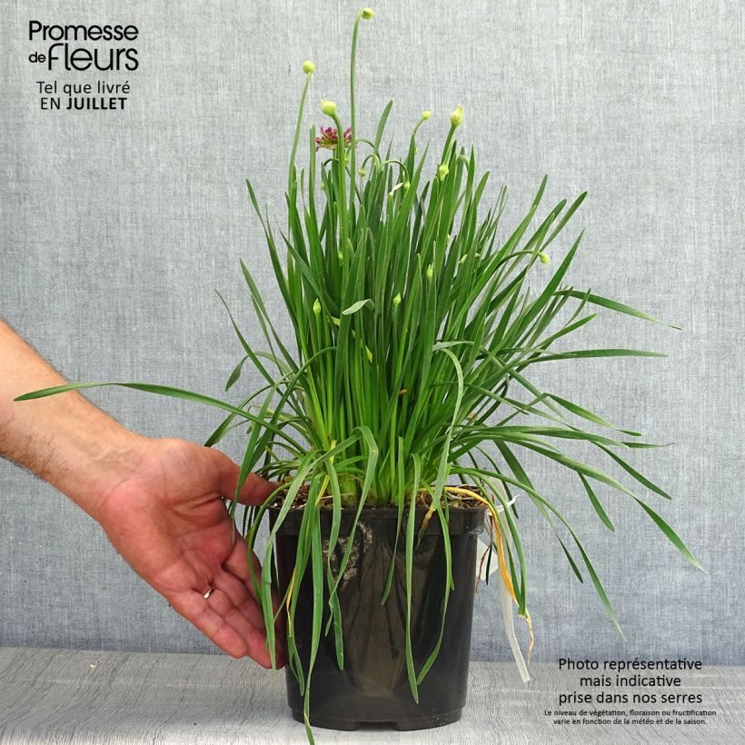 Amostra de Allium Millenium Vaso de 2 L/3 L tal como entregue no verão