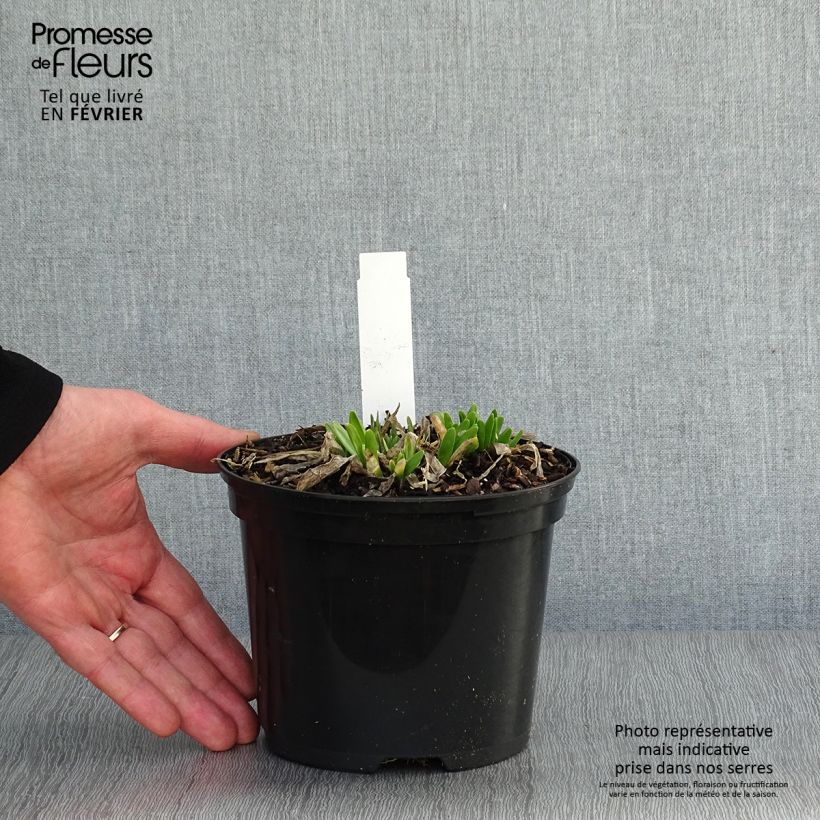 Amostra de Allium Millenium Vaso de 2 L/3 L tal como entregue no inverno