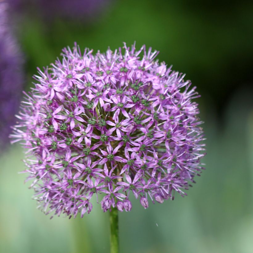 Allium Statos (Floração)