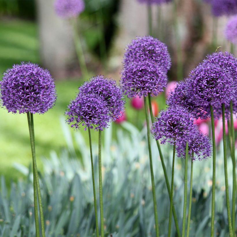 Allium Statos (Hábito)