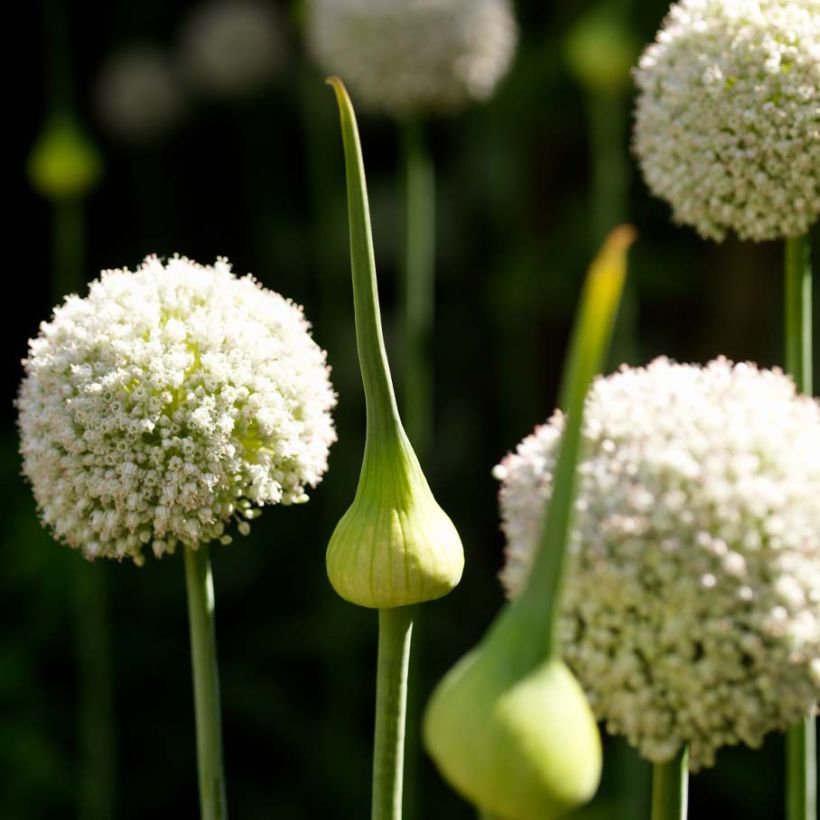 Allium ampeloprasum White Cloud (Floração)