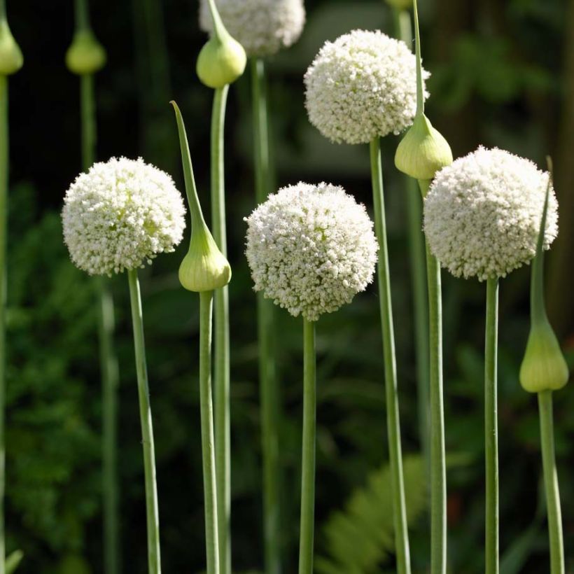 Allium ampeloprasum White Cloud (Hábito)