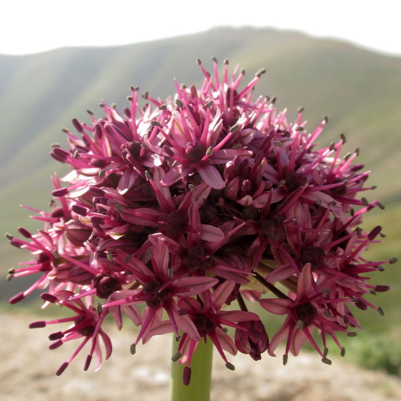 Allium aschersonianum (Floração)