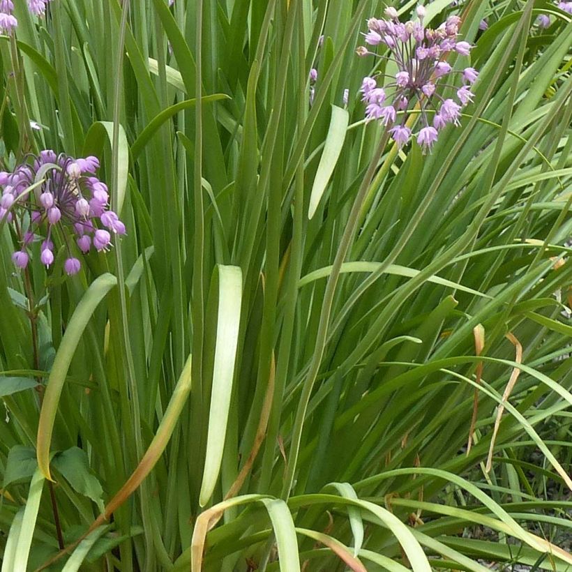 Allium cernuum (Folhagem)
