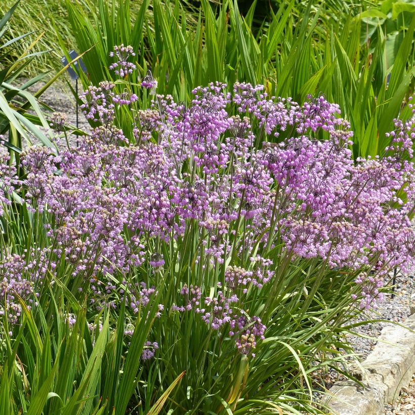 Allium cernuum (Hábito)