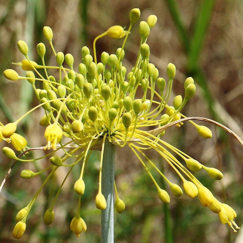 Allium chloranthum Yellow Fantasy (Floração)